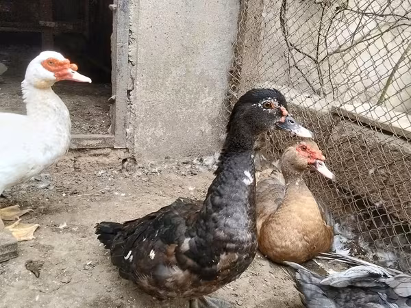 rață domestică Muscovy