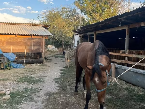 مادیان, Thoroughbred horse