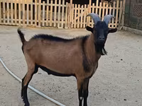 Buk, Alpine goat — foto 2