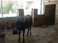 பசு, அசர்பைஜானிய செபு — புகைப்படம் 3