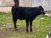 گاو و گوساله (گروه، جنسیت مشخص نشده), آبرادین-آنگوس — عکس 1