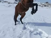 Cavallo, Cavalli — foto 2