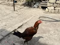Chickens — foto 3