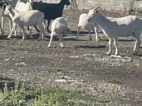 بز ماده, بز — عکس 3