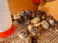 Quails — picha 3