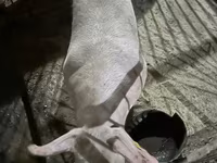 Babi hutan, Pigs — foto 1