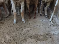 በጎች (ቡድን፣ ጾታ አልተጠቀሰም), Sheep — ፎቶ 2