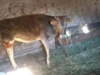 Krava, Swiss cattle — fotografija 3