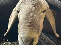 Beran, Arashan sheep — foto 2
