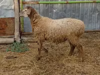 Beran, Hissar sheep — foto 1