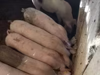 Eber, Schweine — Foto 5