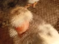 Chickens — الصورة 4