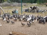 Guinea fowl — ảnh 3