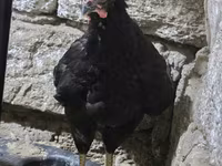 Chickens — foto 5