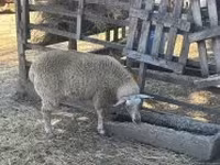 Pecora, Beltex sheep — foto 1