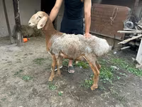 قوچ, Rhon sheep — عکس 1