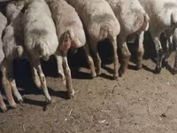Ido, Sheep — sawirka 1