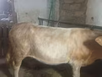گاو ماده, گاو — عکس 3