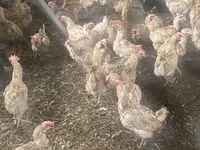 Chickens — foto 2