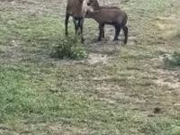 মেষী, Cameroon sheep — ছবি 1