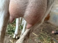 Koza, Saanen goat — foto 2