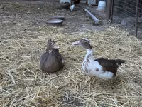 Ducks — عکس 8