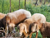 Får, Rhon sheep — foto 5