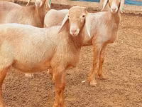 Montone, Arashan sheep — foto 3