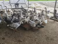 Geese — รูปภาพ 2