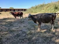 Sigir, Latvian Blue cattle — 4-rasm