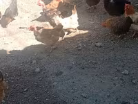 Chickens — 写真 2