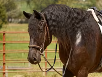 Hingst, Friesian — foto 8