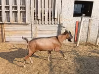 公山羊, Alpine goat — 照片 1