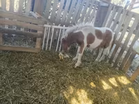 公马, Miniature horse — 照片 5