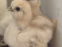 Silkie — foto 2