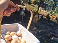 Chickens — sawirka 3