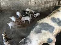 Doofaar dhaddig, Pigs — sawirka 1
