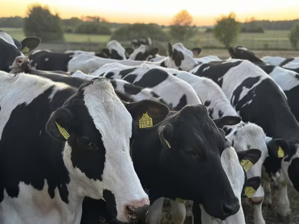 Vacă, Rasa Holstein