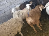 قوچ, گوسفند — عکس 2