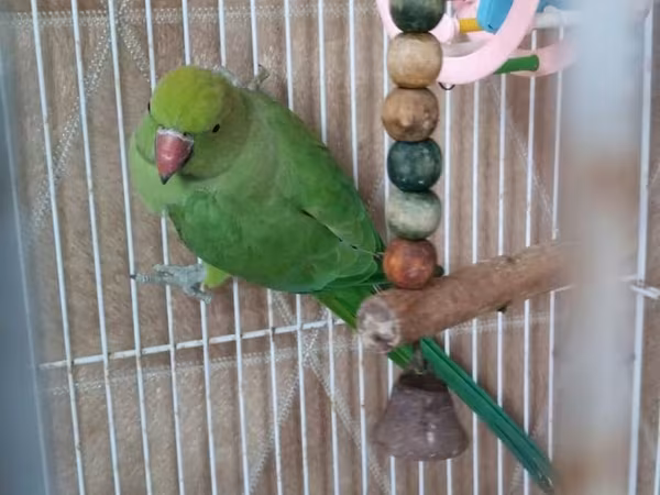 Qəfəslə erkəy 200 azn vatsap əlaqə Nimfa (Cockatiel) tutuquşu və qəfəs