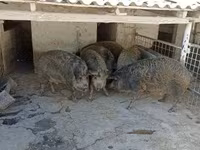Pigs (batch, sex not specified) — photo 2