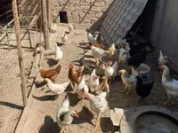 Chickens — foto 1