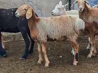 ცხვარი, Arashan sheep — ფოტო 6