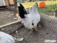 Chickens — الصورة 3