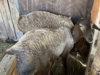 قوچ, گوسفند — عکس 1