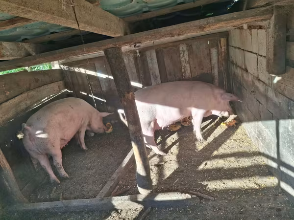 Sow, Pigs — Moldova
