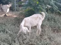 Ged, Nubian Goat — foto 5
