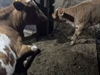 Ng'ombe jike, Swiss cattle — picha 1