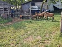 قوچ, Cameroon sheep — عکس 5