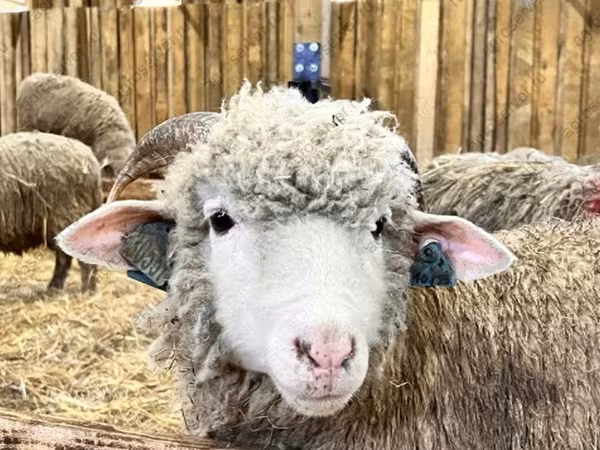 Vædder, Får